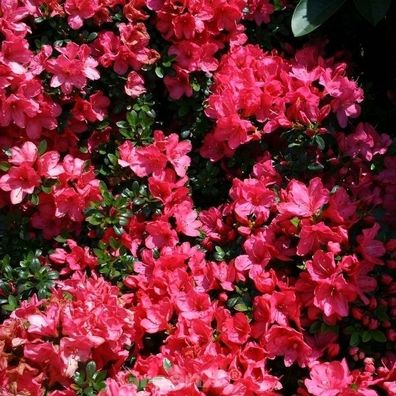 Japanische Azalee Anne Frank 25-30cm - Rhododendron obtusum - Zwerg Alpenrose