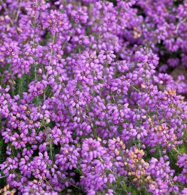 10x Grauheide Pallas - Erica cinerea