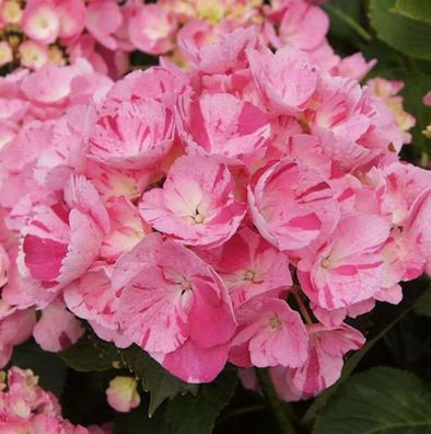 Bauernhortensie Sweet Fantasy® 30-40cm - Hydrangea macrophylla