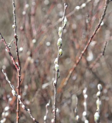 Silber Kriechweide 60-80cm - Salix repens