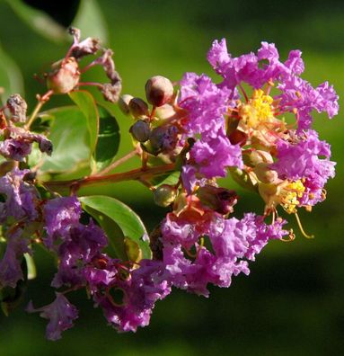 Chinesische Kräuselmyrte Purple Star® 20-30cm - Lagerstroemia indica