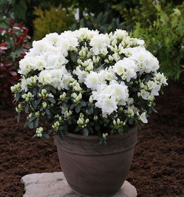 Japanische Azalee Feenkissen 30-40cm - Rhododendron obtusum - Zwerg Alpenrose