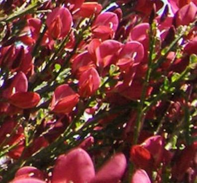 Hochstamm Schmuckginster Roter Favorit 60-80cm - Cytisus scoparius