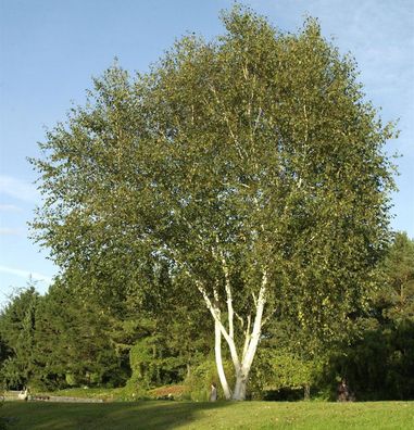 Himalaja Birke 125-150cm - Betula jacquemontii