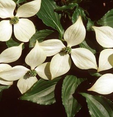 Japanischer Blumen Hartriegel Roberts Select 100-125cm - Cornus kousa