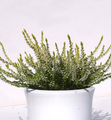 10x Knospenheide Gardengirls Sandy - Calluna vulgaris