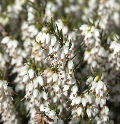 10x Englische Heide White Perfektion - Erica darleyensis