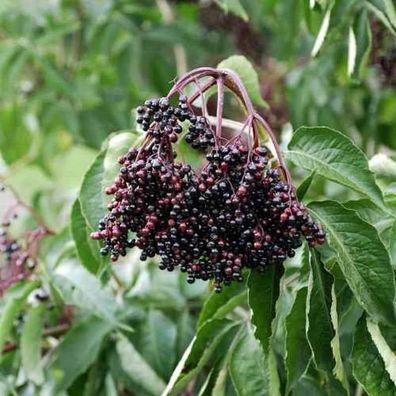 Großfrüchtiger Holunder Haschberg 40-60cm - Sambucus nigra