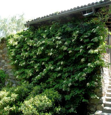 Kletter Hortensie 60-80cm - Hydrangea petiolaris