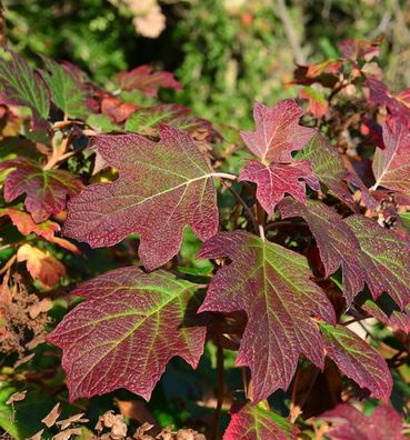 Eichenblättrige Hortensie Alice 60-80cm - Hydrangea quercifolia
