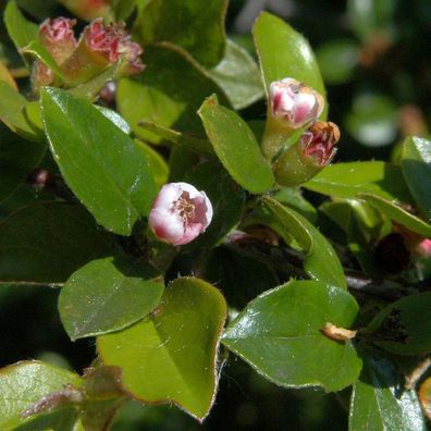 Breite Strauchmispel 60-80cm - Cotoneaster divaricatus