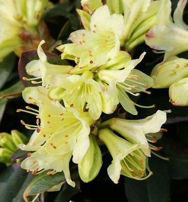 Zwerg Rhododendron Shamrock 15-20cm - Zwerg Alpenrose