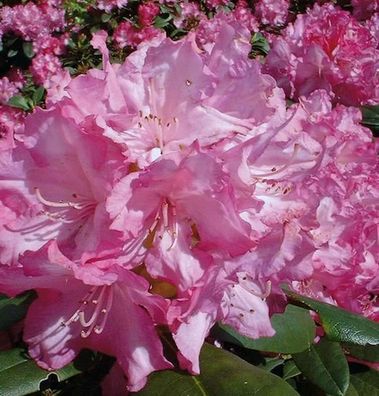 Rhododendron Blurettia 30-40cm - Alpenrose