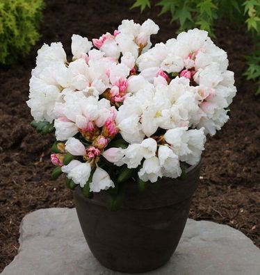 Rhododendron Schneekissen 25-30cm - Alpenrose