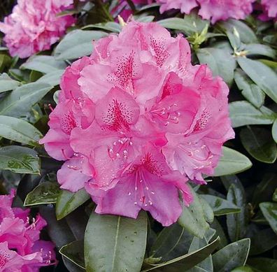 Inkarho - Großblumige Rhododendron Constanze 30-40cm - Alpenrose