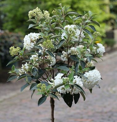 Hochstamm Schneeball Eskimo 80-100cm - Viburnum erubes