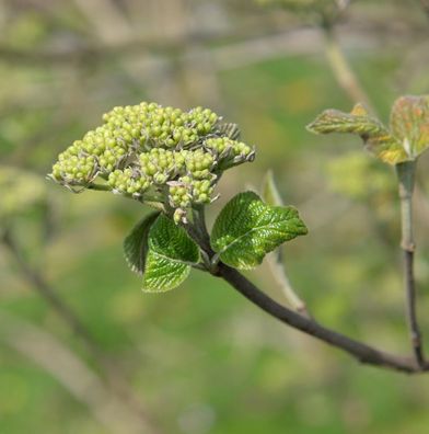 Japanischer Blumen-Hartriegel 30-40cm - Viburnum japonicum