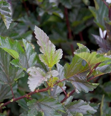 Blasenspiere Red Baron 40-60cm - Physocarpus opulifolius