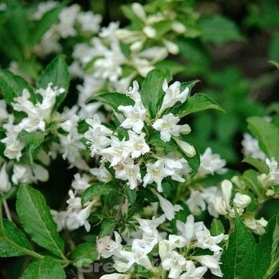 Weigelie Candida 80-100cm - Weigela