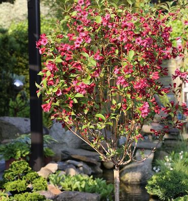 Hochstamm Weigelie Bristol Ruby 80-100cm - Weigela