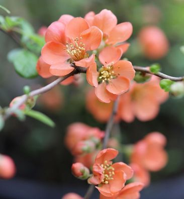 Zierquitte Orange Trail 80-100cm - Chaenomeles