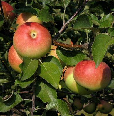 Säulenapfel Charlotte 60-80cm - dunkelrote bis grüne Früchte