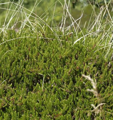 10x Schwarze Krähenbeere - Empetrum nigrum