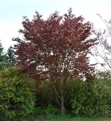Blutbuche Swat Magret 80-100cm - Fagus sylvatica