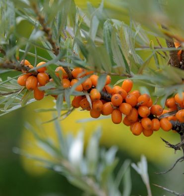 Sanddorn Friesdorfer Orange 40-60cm - Hippophae rhamnoides