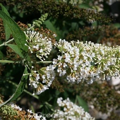 Zwergflieder Reve de Papillon White 60-80cm - Buddleja