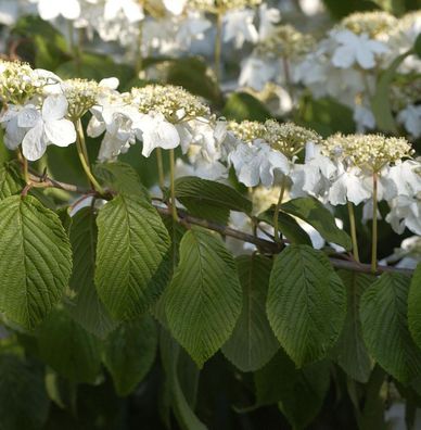 Hochstamm Etagen Schneeball Mariesii 80-100cm - Viburnum plicatum