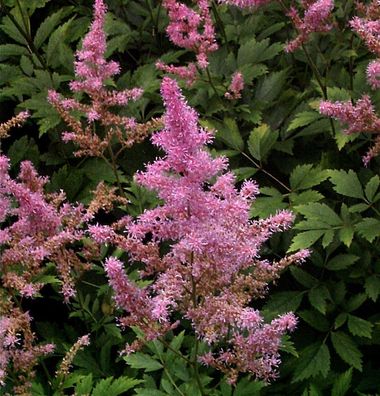 Prachtspiere Younique Salmon - Astilbe cultorum