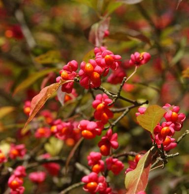 Pfaffenhütchen 40-60cm - Euonymus europaeus