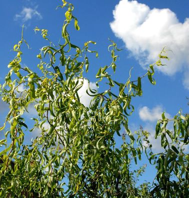 Korkenzieherweide 125-150cm - Salix matsudana