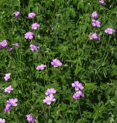 Storchenschnabel Claridge Druce - Geranium oxonianum