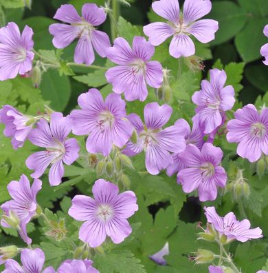 Storchschnabel Sirak - Geranium Gracile