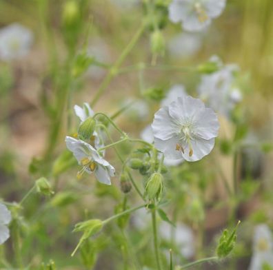 Dalmatiner Storchschnabel Album - Geranium dalmaticum