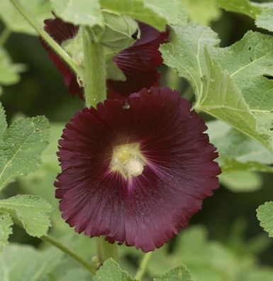 Schwarze Stockrose - Alcea rosea