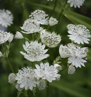 Sterndolde Shaggy - Astrantia major