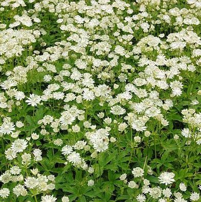 Sterndolde Alba - Astrantia major