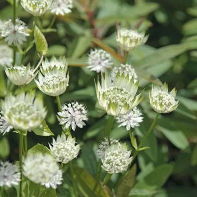 Sterndolde - Astrantia major