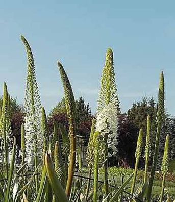 Weiße Steppenlilie - Eremurus himalaicus