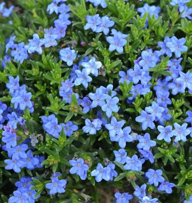 Steinsamen Heavenly Blue - Glandora diffusa