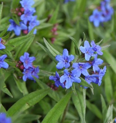 Blauer Steinsamen - Buglossoides purprocerulea