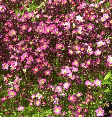 Moossteinbrech Purpurteppich - Saxifraga arendsii