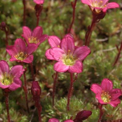 Moossteinbrech Pixi Red - Saxifraga arendsii