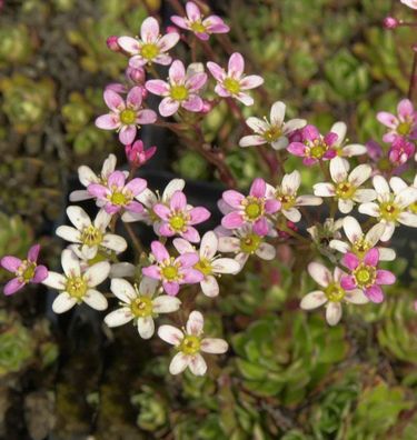 Immergrüner Steinbrech Rosea - Saxifraga paniculata