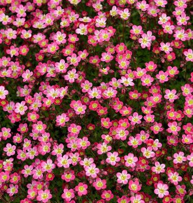 Moossteinbrech Pixi Rose - Saxifraga arendsii