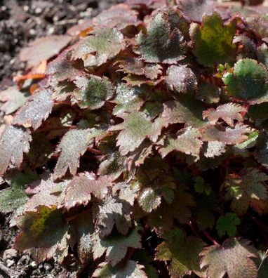 Steinbrech Black Ruby - Saxifraga fortunei