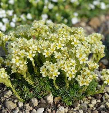 Moos Steinbrech - Saxifraga apiculata